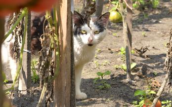 are tomato plants dangerous for dogs