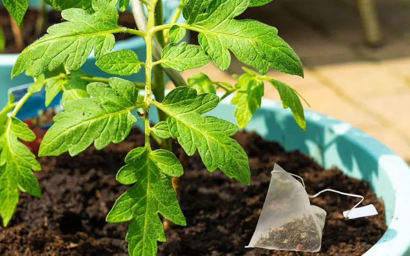 Are Tea Bags Good For Tomato Plants MegaTomato