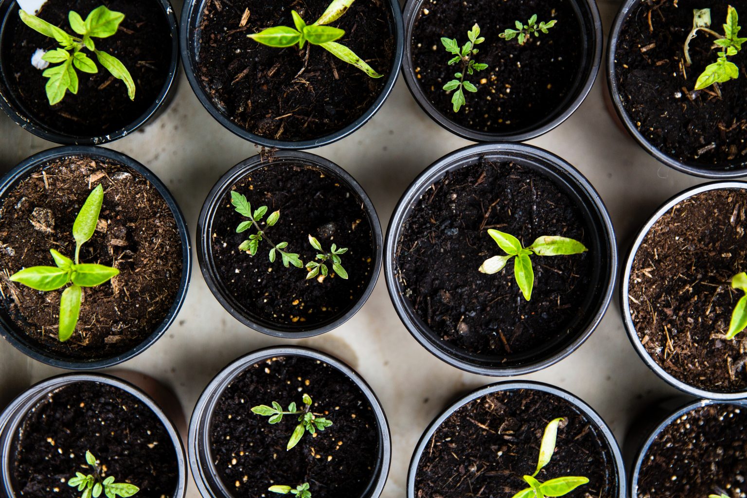 can-you-use-multi-purpose-compost-for-tomato-plants-megatomato