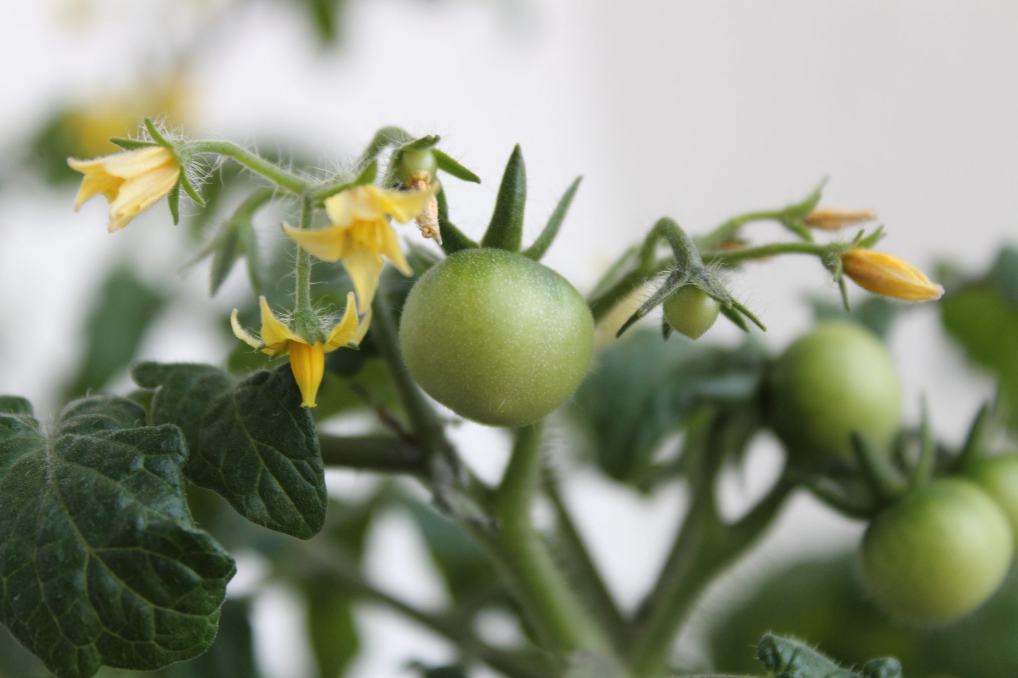 Should You Pinch Off Tomato Flowers? - MegaTomato