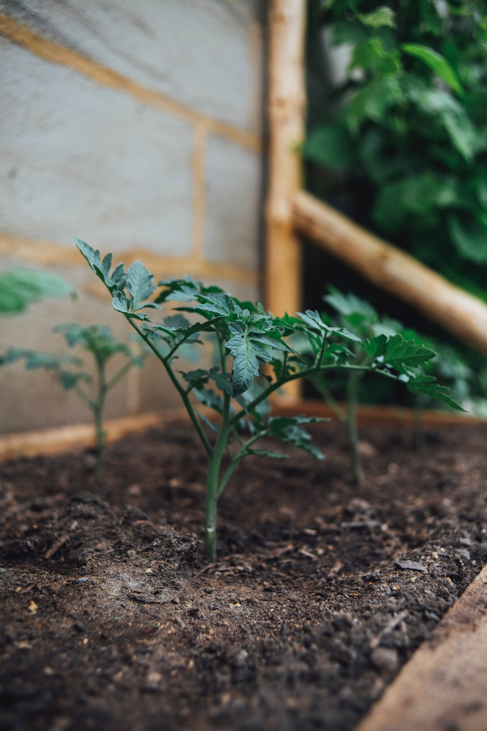 How Far Apart To Plant Tomatoes Tomato Plant Spacing MegaTomato   Markus Spiske VCCeCZGcfSY Unsplash Scaled 